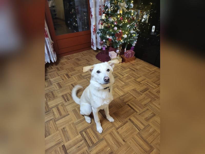 traumhafter Junghund GAVIN