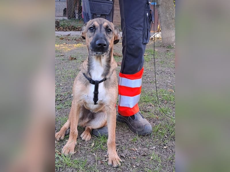 Strolchi ist ein Glückshund