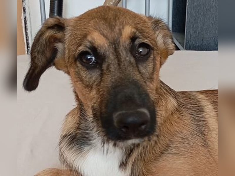 Strolchi ist ein Glückshund