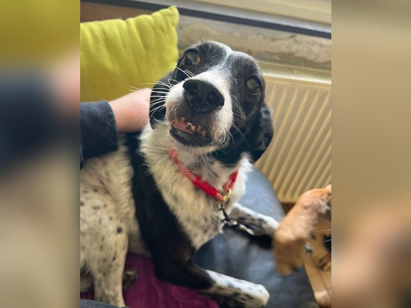 Petita ist anhänglich, ruhig und sanft