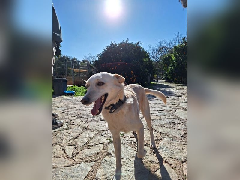 Pino ist ein menschenbezoger Junge