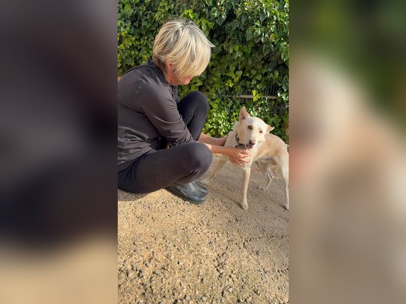 Pino ist ein menschenbezoger Junge