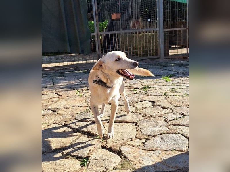 Pino ist ein menschenbezoger Junge