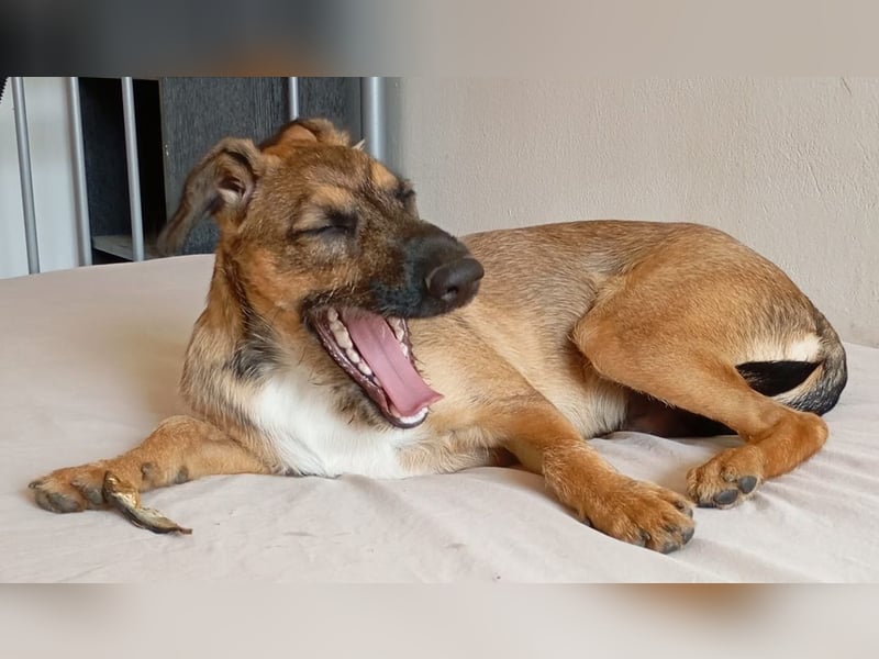 Strolchi ist ein Glückshund