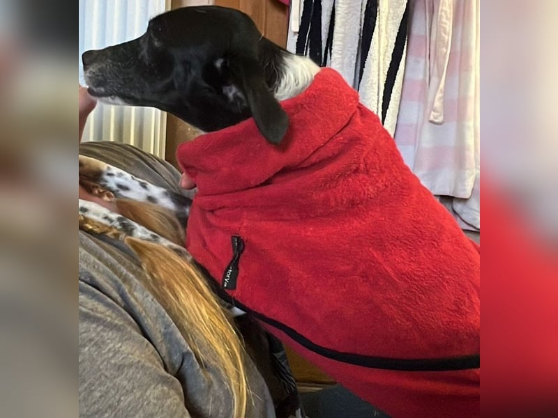 Petita ist anhänglich, ruhig und sanft