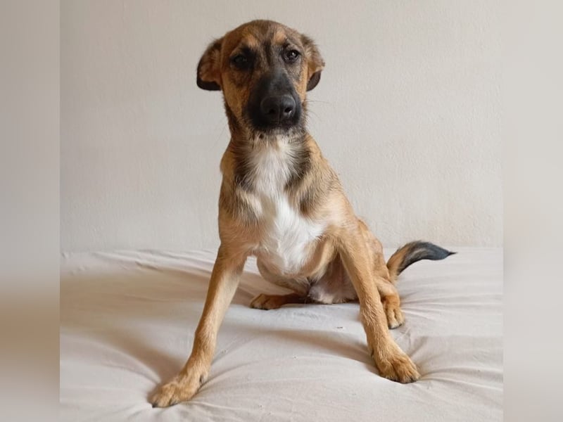 Strolchi ist ein Glückshund