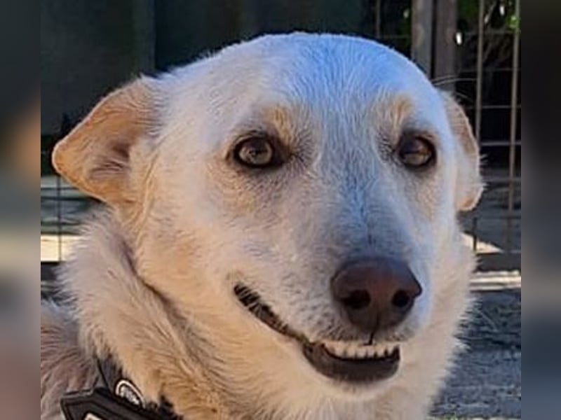 Pino ist ein menschenbezoger Junge