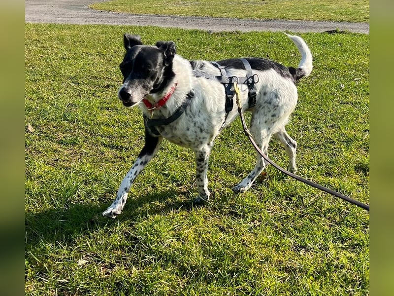 Petita ist anhänglich, ruhig und sanft