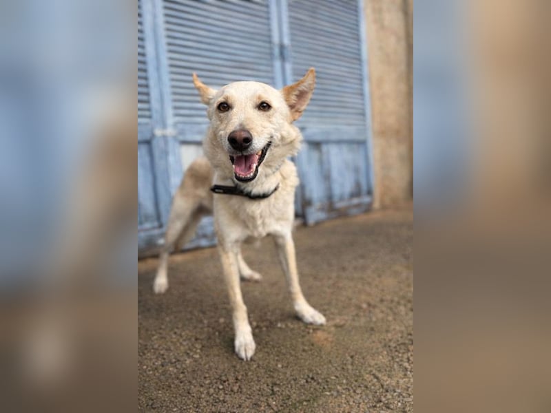 Pino ist ein menschenbezoger Junge