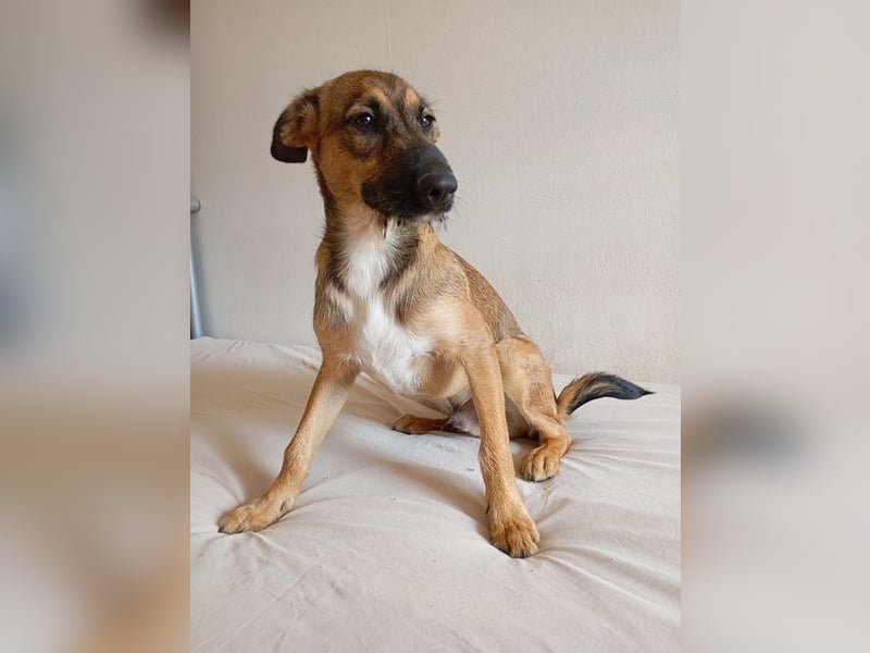 Strolchi ist ein Glückshund