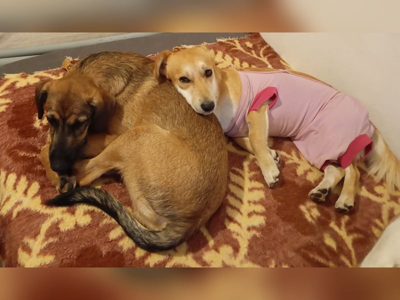 Strolchi ist ein Glückshund