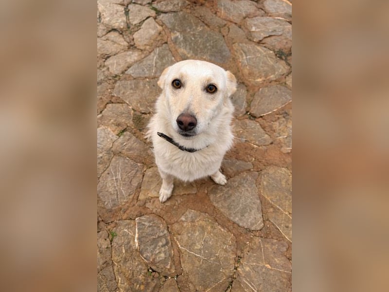 Pino ist ein menschenbezoger Junge