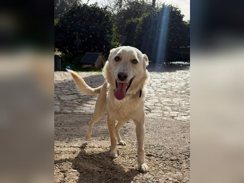 Pino ist ein menschenbezoger Junge