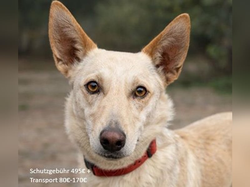 Pino ist ein menschenbezoger Junge