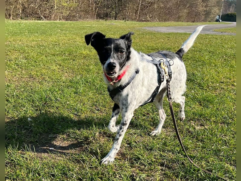 Petita ist anhänglich, ruhig und sanft