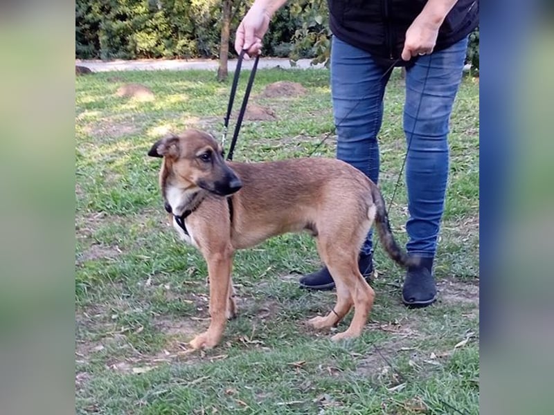 Strolchi ist ein Glückshund