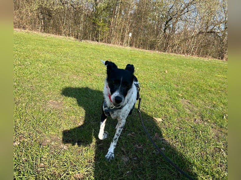 Petita ist anhänglich, ruhig und sanft