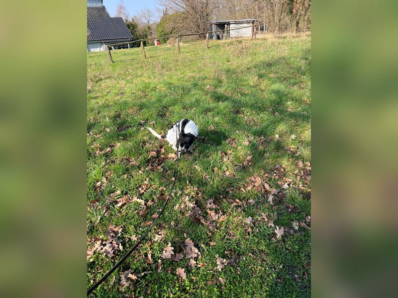 Petita ist anhänglich, ruhig und sanft