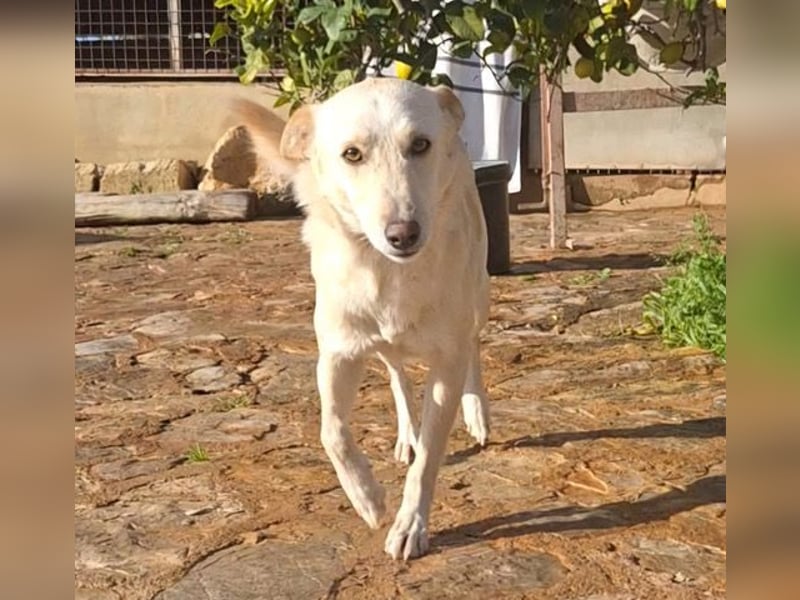 Pino ist ein menschenbezoger Junge