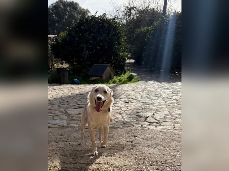 Pino ist ein menschenbezoger Junge