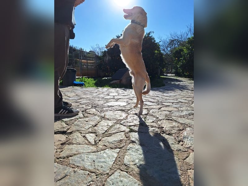 Pino ist ein menschenbezoger Junge