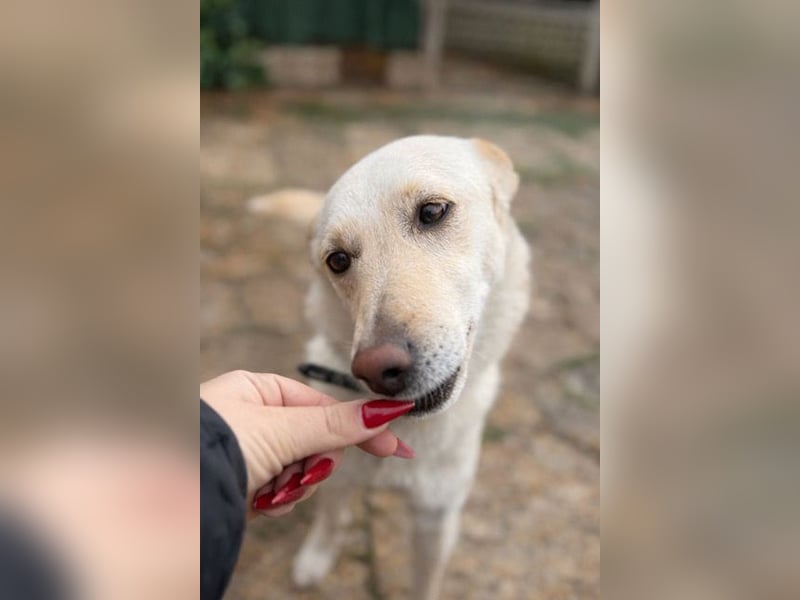 Pino ist ein menschenbezoger Junge