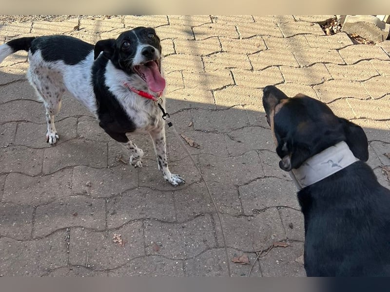 Petita ist anhänglich, ruhig und sanft