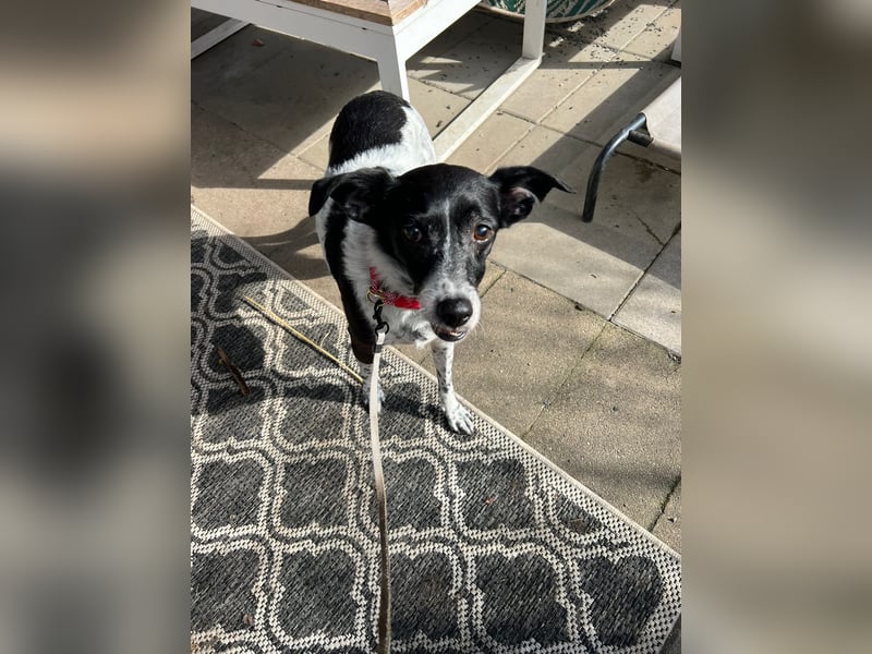 Petita ist anhänglich, ruhig und sanft