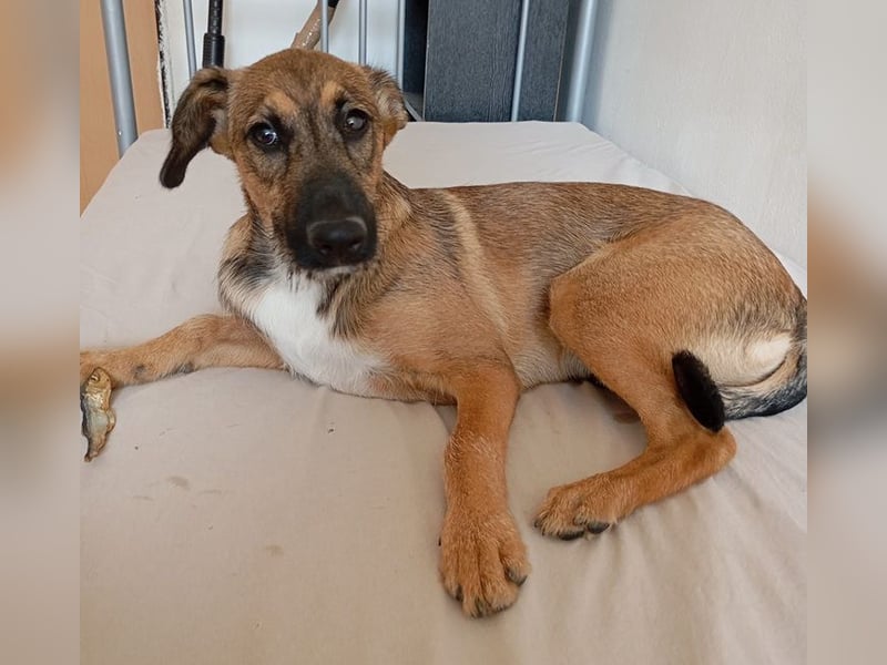 Strolchi ist ein Glückshund