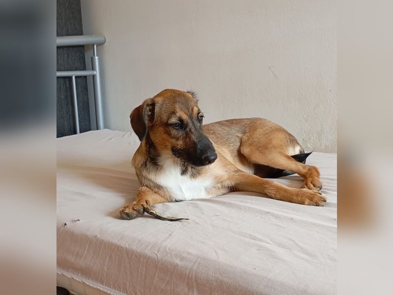 Strolchi ist ein Glückshund