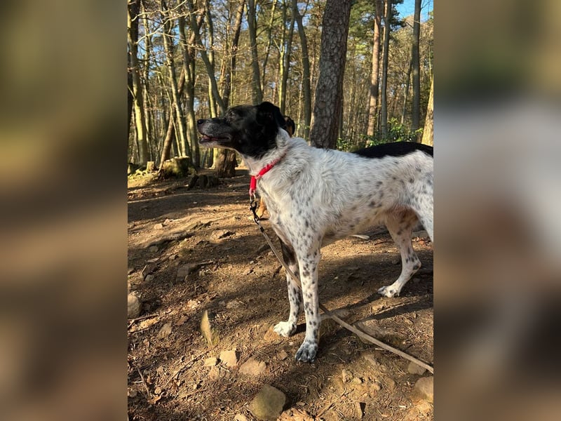 Petita ist anhänglich, ruhig und sanft