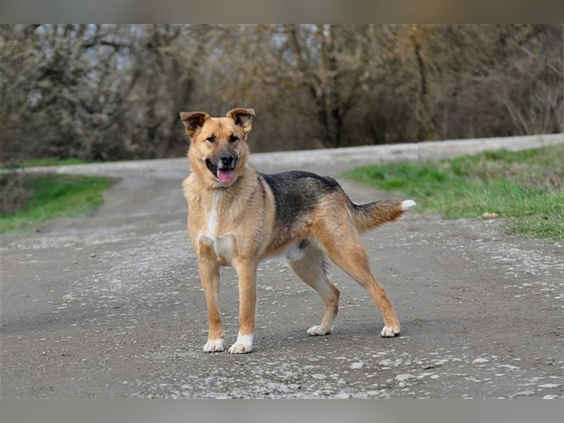 Alvin S122 hat einen tollen Charakter