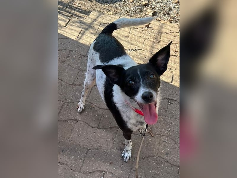 Petita ist anhänglich, ruhig und sanft