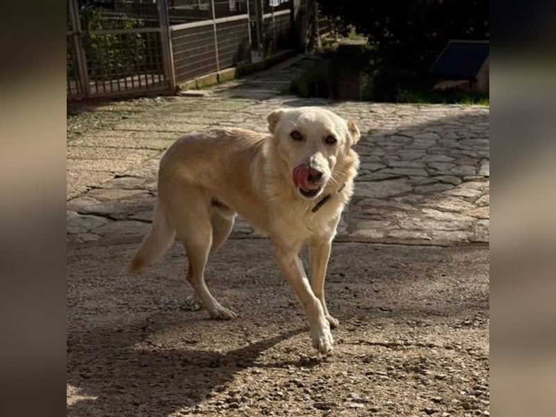 Pino ist ein menschenbezoger Junge