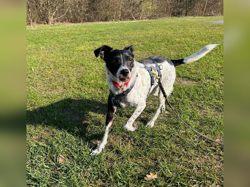 Petita ist anhänglich, ruhig und sanft