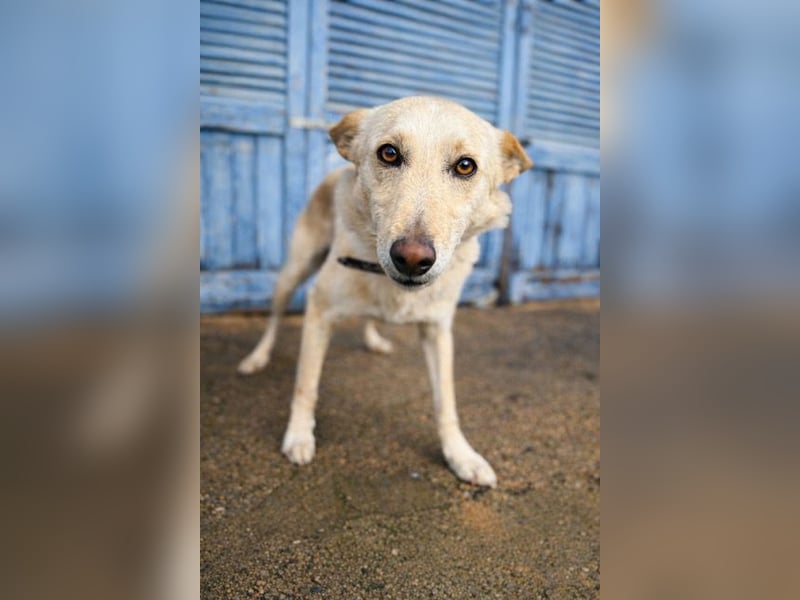 Pino ist ein menschenbezoger Junge