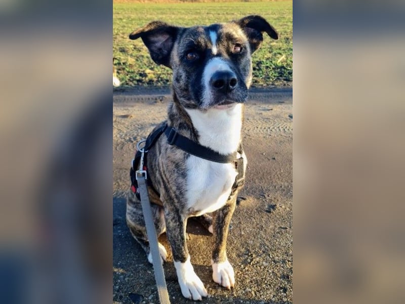 Niky – mutiger Entdecker sucht Zuhause mit Hundekumpel