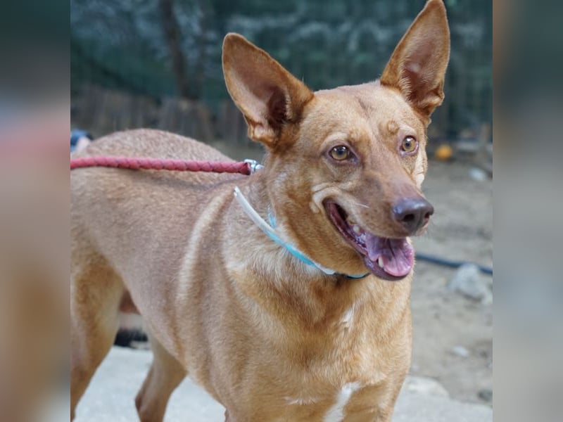 Roza sucht ein Zuhause