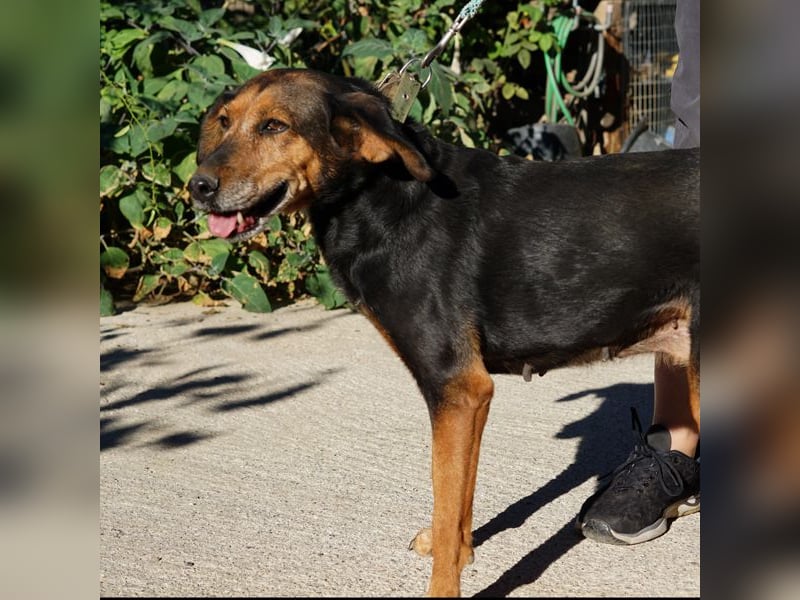 Meizi sucht ein Zuhause