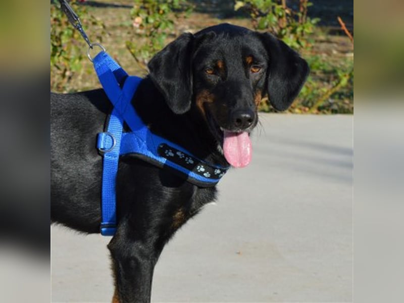 Bingo sucht ein Zuhause