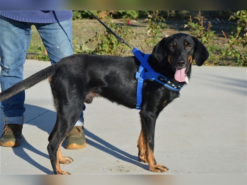 Bingo sucht ein Zuhause