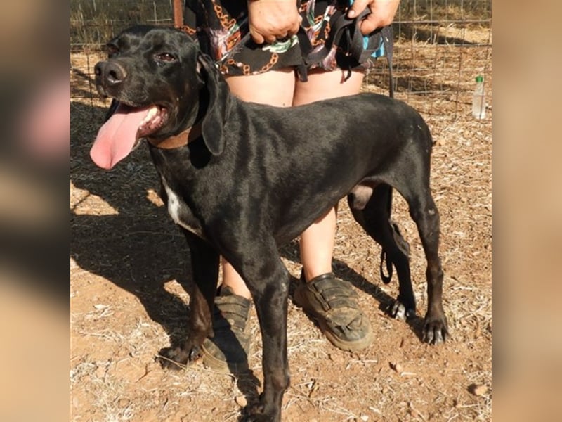 Tsimo sucht ein Zuhause