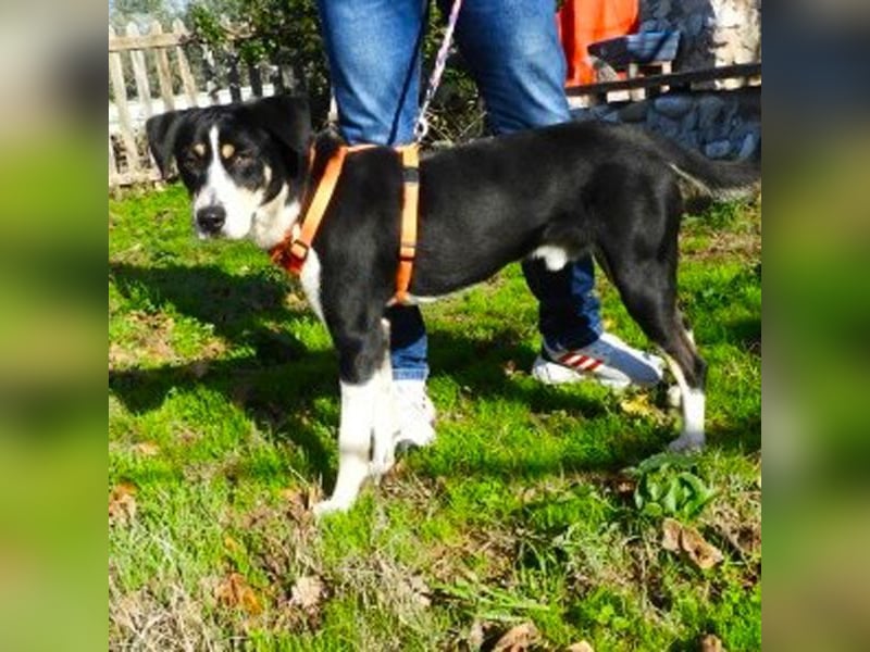 Hübscher Artemis sucht ein Zuhause