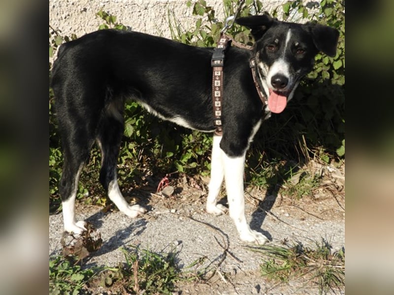 Naomi sucht ein Zuhause