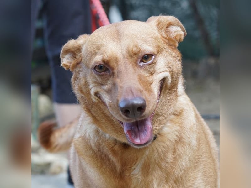 Roza sucht ein Zuhause