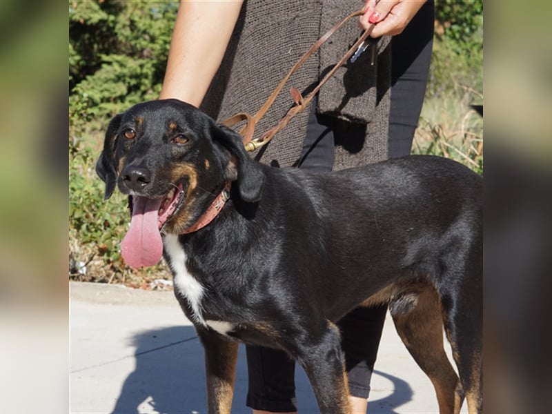 Bingo sucht ein Zuhause