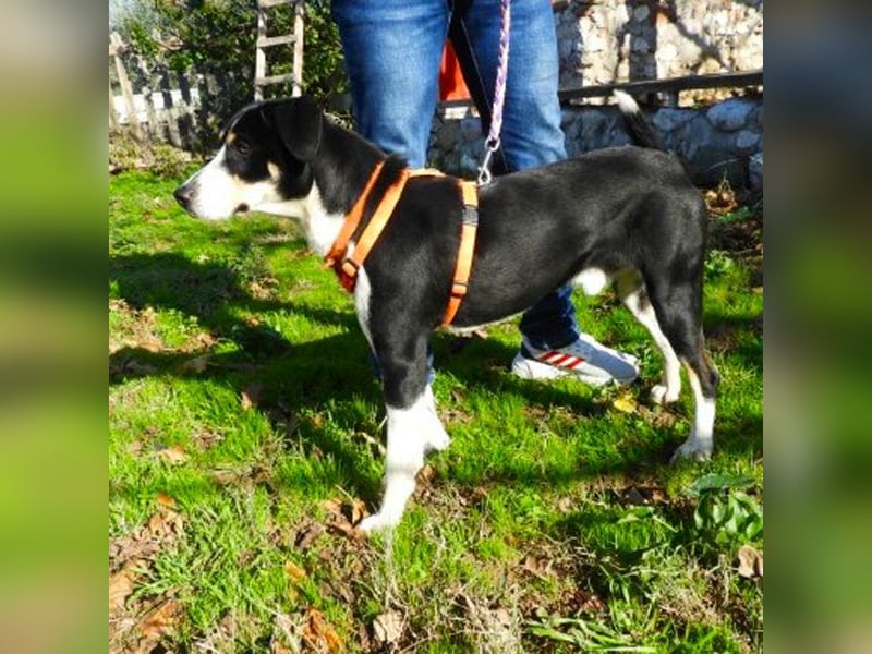 Hübscher Artemis sucht ein Zuhause