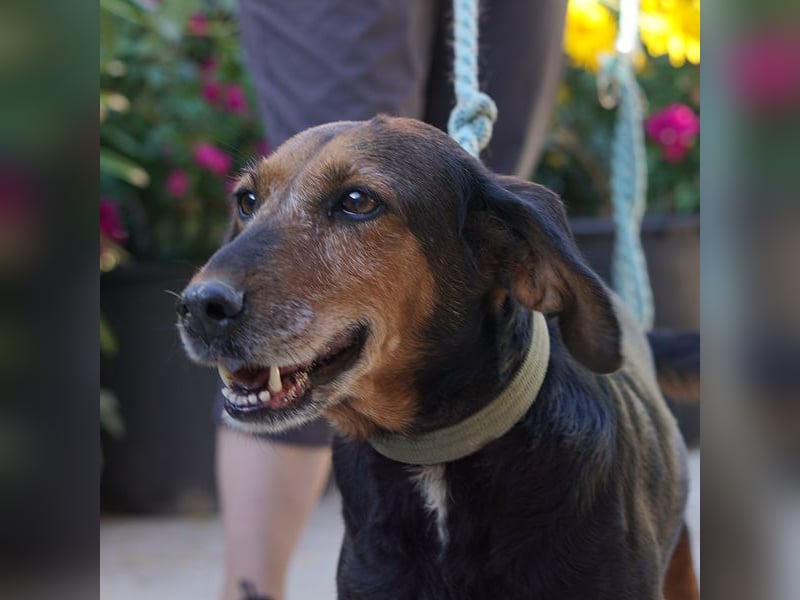 Meizi sucht ein Zuhause