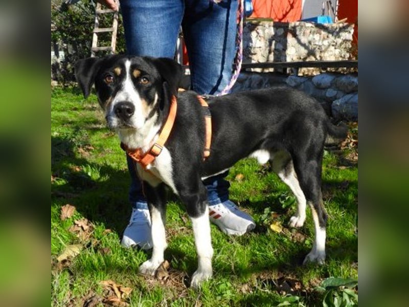 Hübscher Artemis sucht ein Zuhause