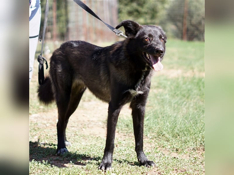 Candy sucht ein Zuhause